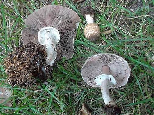 Übelriechender Champignon, Foto 3