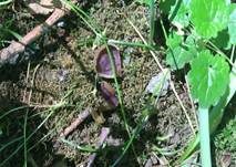Übersehener Becherling, Foto 9