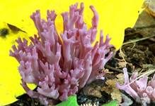 Amethystfarbene Koralle, Foto 6