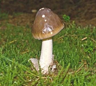 Umbrabrauner Scheidenstreifling, Foto 2