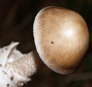 Umbrabrauner Scheidenstreifling, Foto 4