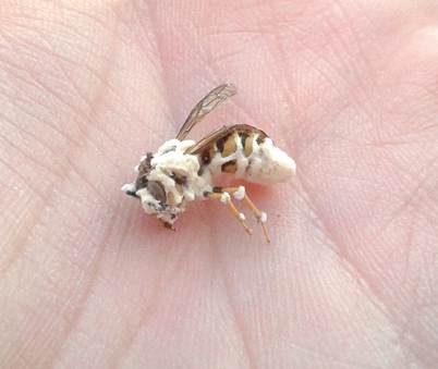 Ungestielter Insektenschimmelpilz, Foto 2