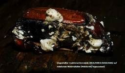 Ungestielter Insektenschimmelpilz, Foto 21