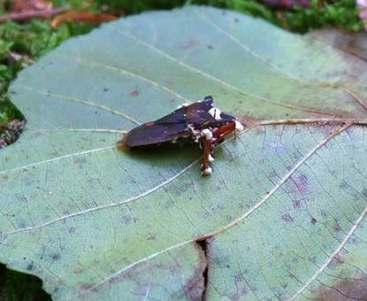 Ungestielter Insektenschimmelpilz, Foto 4