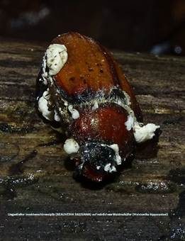 Ungestielter Insektenschimmelpilz, Foto 5