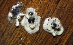 Ungestielter Insektenschimmelpilz, Foto 37
