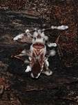 Ungestielter Insektenschimmelpilz, Foto 38