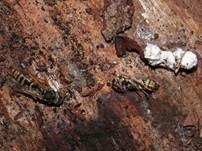 Ungestielter Insektenschimmelpilz, Foto 42