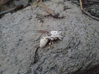 Ungestielter Insektenschimmelpilz, Foto 8