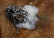 Ungestielter Insektenschimmelpilz, Foto 11
