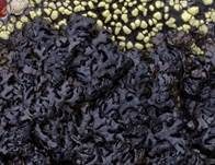 Unheilvolle Melanelie, Foto 6
