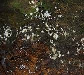 Unverschämtes Weißhaarbecherchen, Foto 22