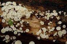 Unverschämtes Weißhaarbecherchen, Foto 6