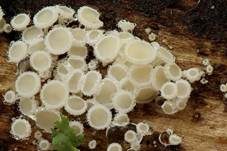 Unverschämtes Weißhaarbecherchen, Foto 7