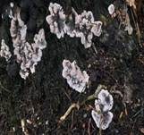 Brandkrustenpilz, Foto 19