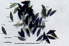 Brandkrustenpilz, Foto 23