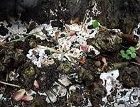 Brandkrustenpilz, Foto 6