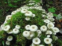 Üppiger Holzrübling, Foto 6