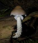 Üppiger Träuschling, Foto 8