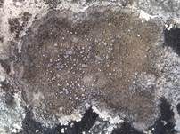Variable Krustenflechte, Foto 7