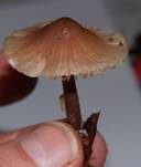 Varietäten des Dehnbaren Helmlings, Foto 7