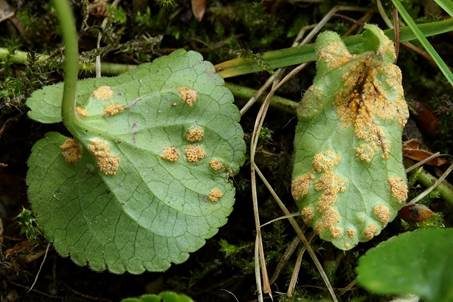 Veilchen Rostpilz, Foto 2