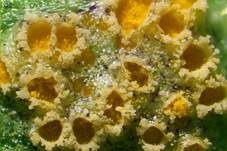 Veilchen Rostpilz, Foto 6