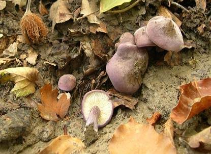 Veilchenblauer Schönkopf, Foto 2