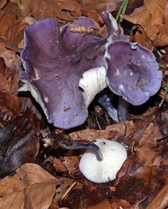 Veilchenblauer Schönkopf, Foto 3