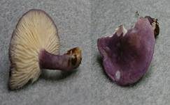Veilchenblauer Schönkopf, Foto 7