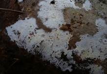 Veränderliche Gewebehaut, Foto 14