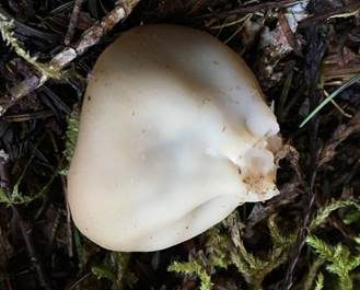 Veränderliche Lorchel, Foto 4