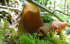 Veränderliche Lorchel, Foto 7