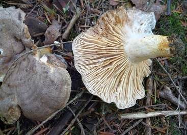 Verbogener Milchling, Foto 2