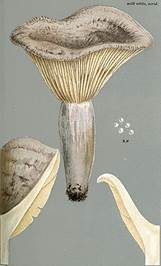 Verbogener Milchling, Foto 6