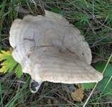Verbogener Milchling, Foto 7