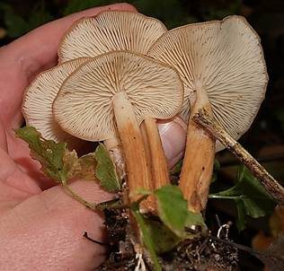 Verdrehter Rübling, Foto 2
