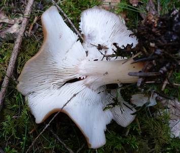 Verdrehter Rübling, Foto 5