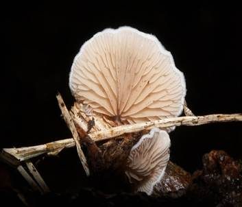 Verdrehtes Stummelfüßchen, Foto 3