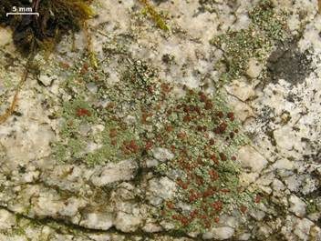 Vereinzelte Trapelie, Foto 3