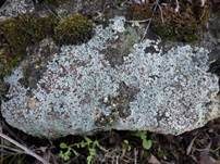 Vereinzelte Trapelie, Foto 7