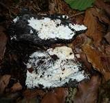 Verfärbender Porenschwamm, Foto 6