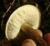 Verschiedenfarbener Raufußröhrling, Foto 17