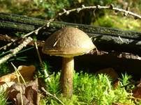 Verschiedenfarbener Raufußröhrling, Foto 23