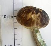 Verschiedenfarbener Raufußröhrling, Foto 31