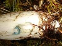 Verschiedenfarbener Raufußröhrling, Foto 7