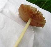 Verschiedenfarbiger Mistpilz, Foto 12