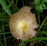 Verschiedenfarbiger Mistpilz, Foto 8