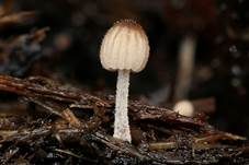 Verschiedenhaariger Tintling, Foto 17