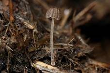Verschiedenhaariger Tintling, Foto 20